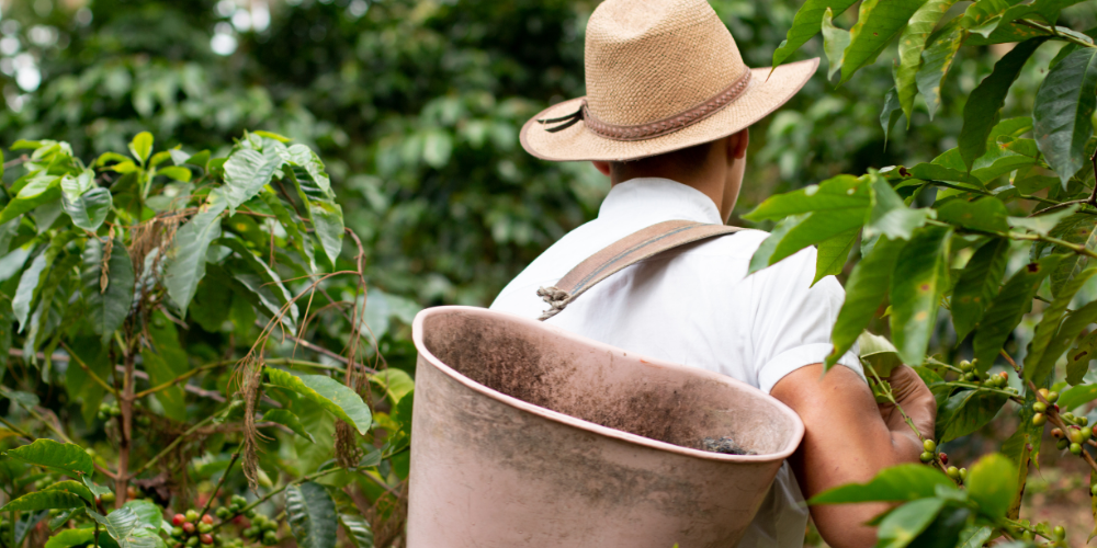 A man carrying a basket on his back walking through crops.