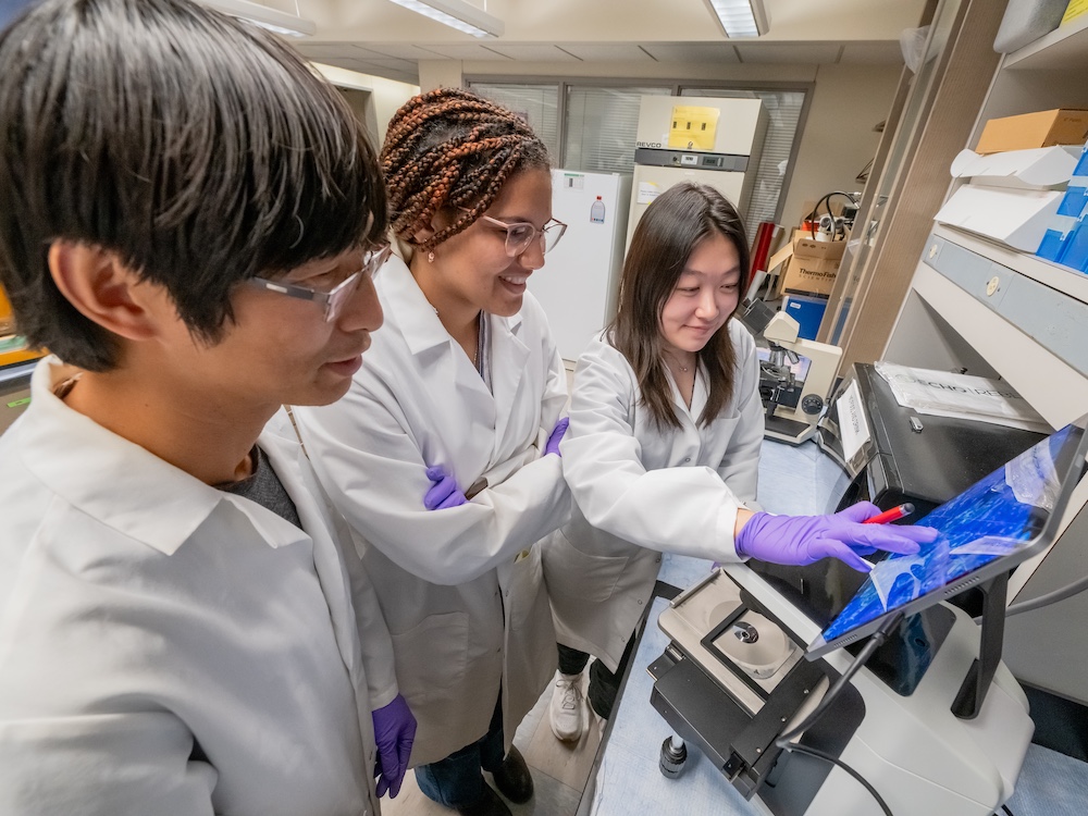 Researchers collaborate in a lab at the School of Medicine.