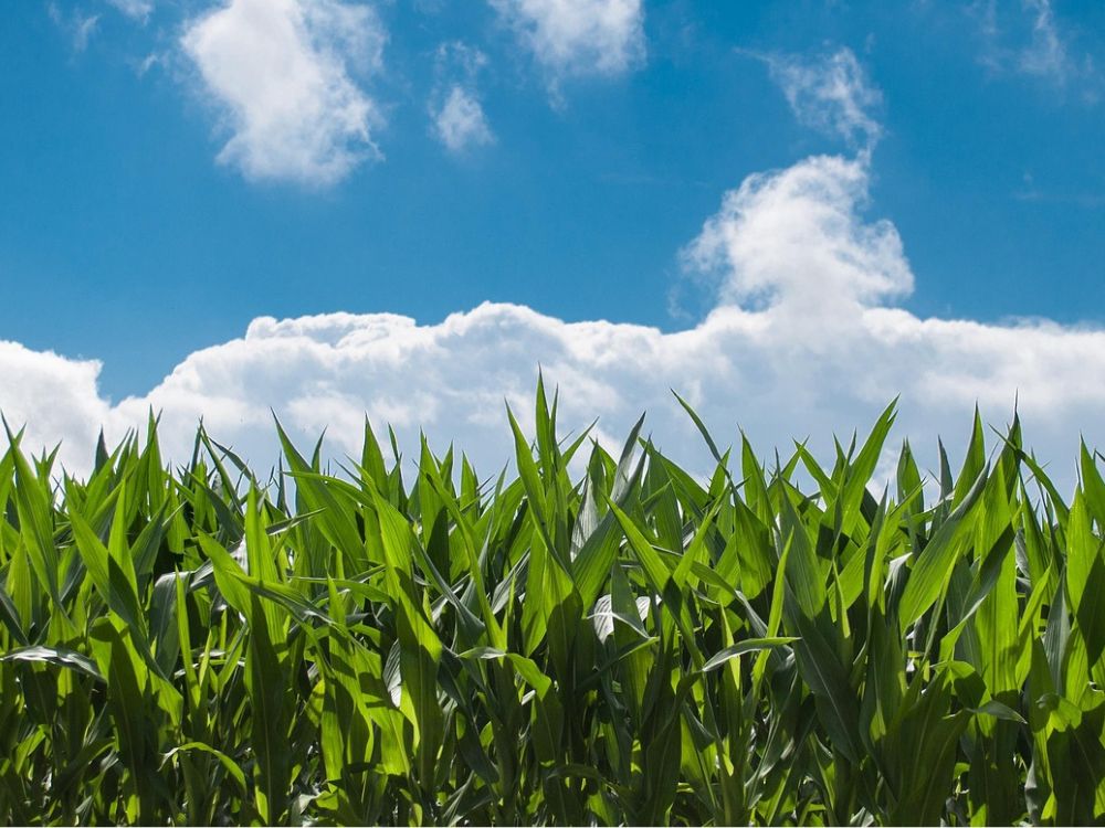 A corn field and clouds