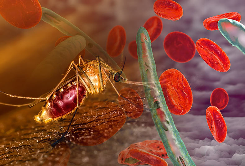 Graphic shows mosquito and red blood cells