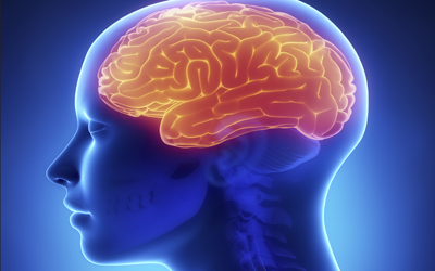 looking inside a woman's head to see her brain