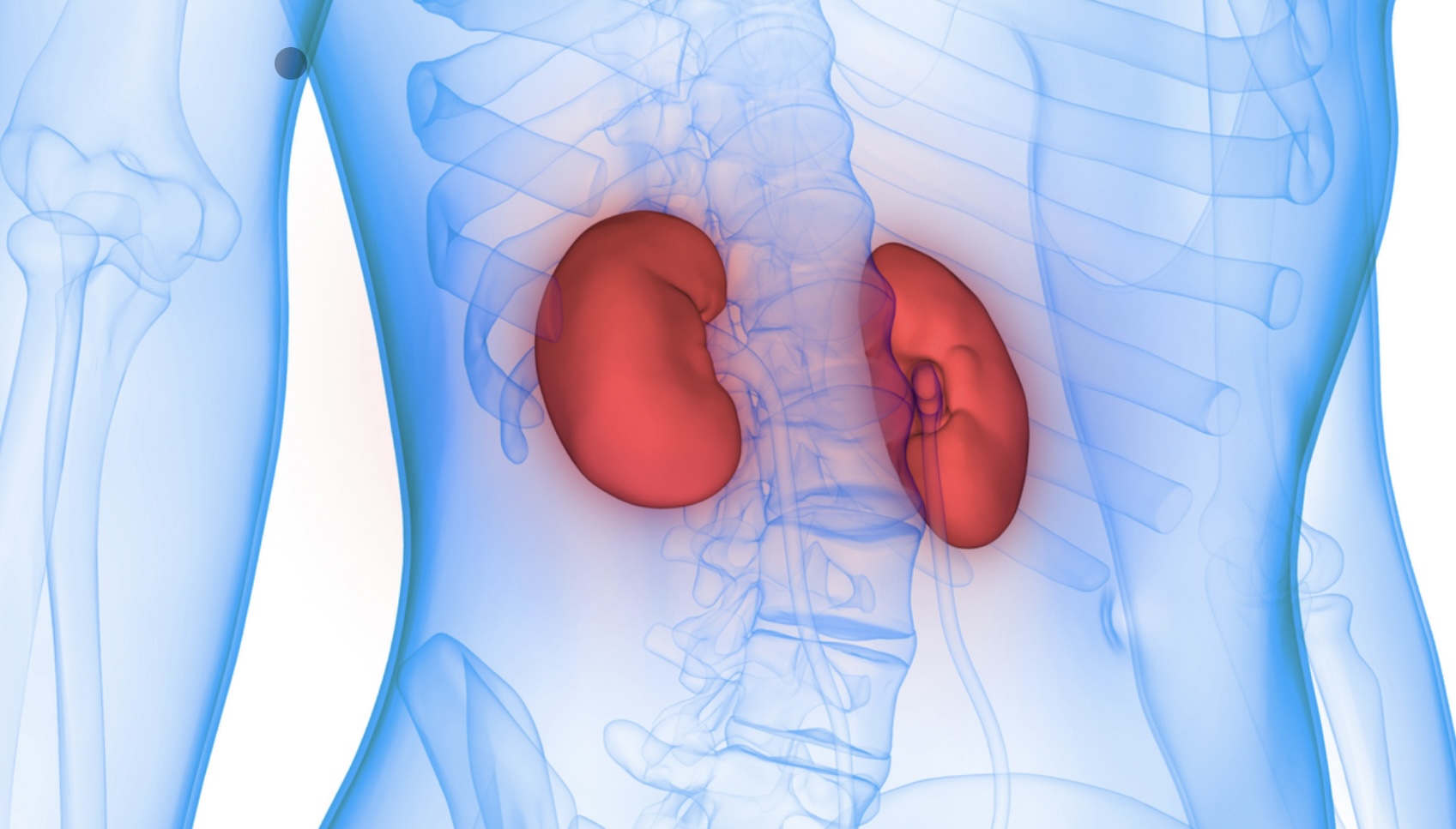 Two kidneys shown inside the body