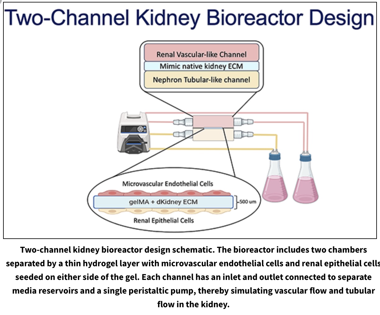 Two-Channel Kidney Bioreactor Design