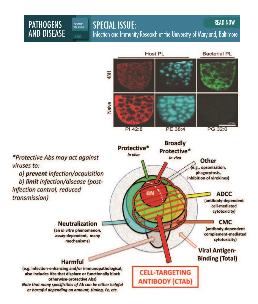 A special issue of Pathogens and Disease about research at UMB includes an article co-authored by Alison Scott, PhD, and Robert Ernst, PhD, on new methods to investigate lipid A, advancing the study of lipids in the interactions of bacteria and hosts, shown above. In another, co-authors Alan Schmaljohn, PhD, and George Lewis, PhD, review how Ebola antibodies provide protection, shown below.

