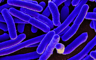E. coli bacteria 