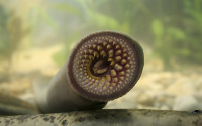 lamprey eel