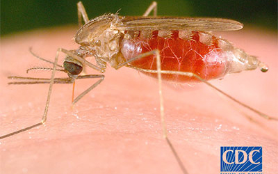The malaria parasite is spread through mosquito bites.