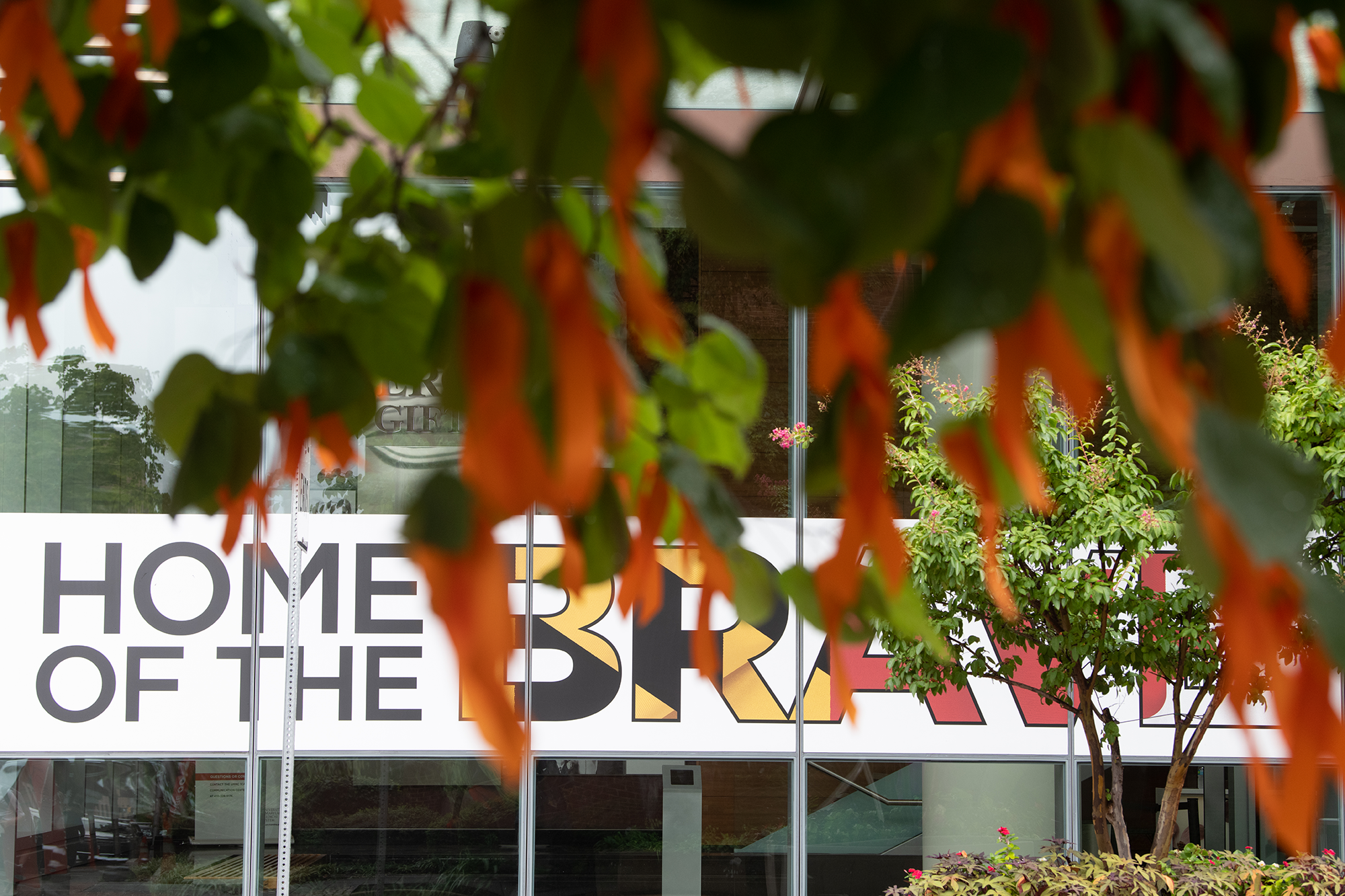 Orange ribbons on the tree outside of Shock Trauma, representing those who have died from violence in Baltimore City.